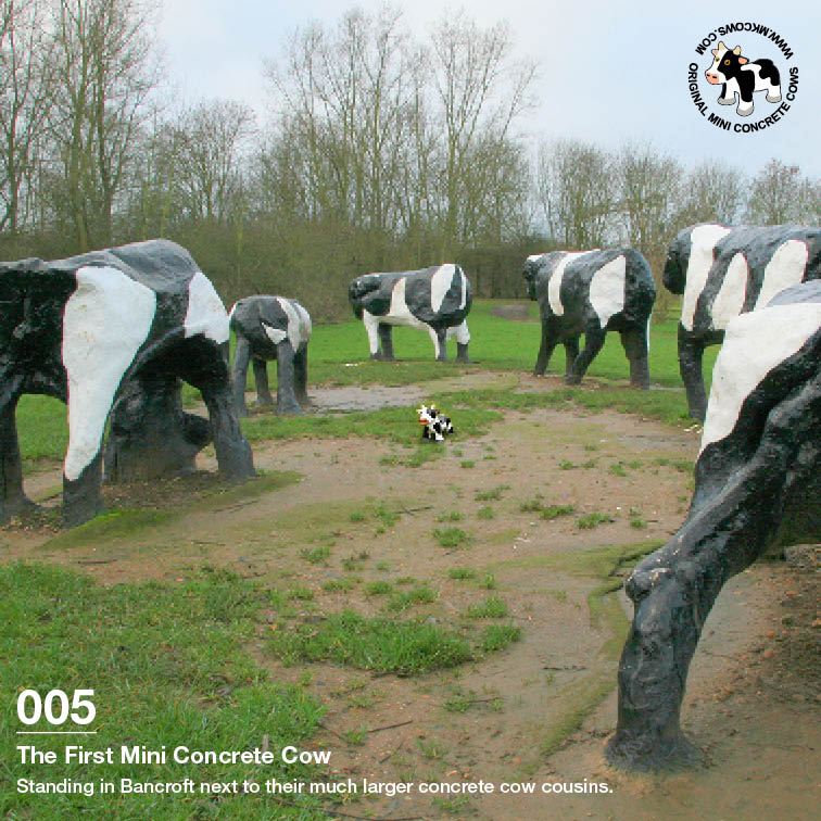 First Large Mini Concrete Cow with the Original Concrete Cows