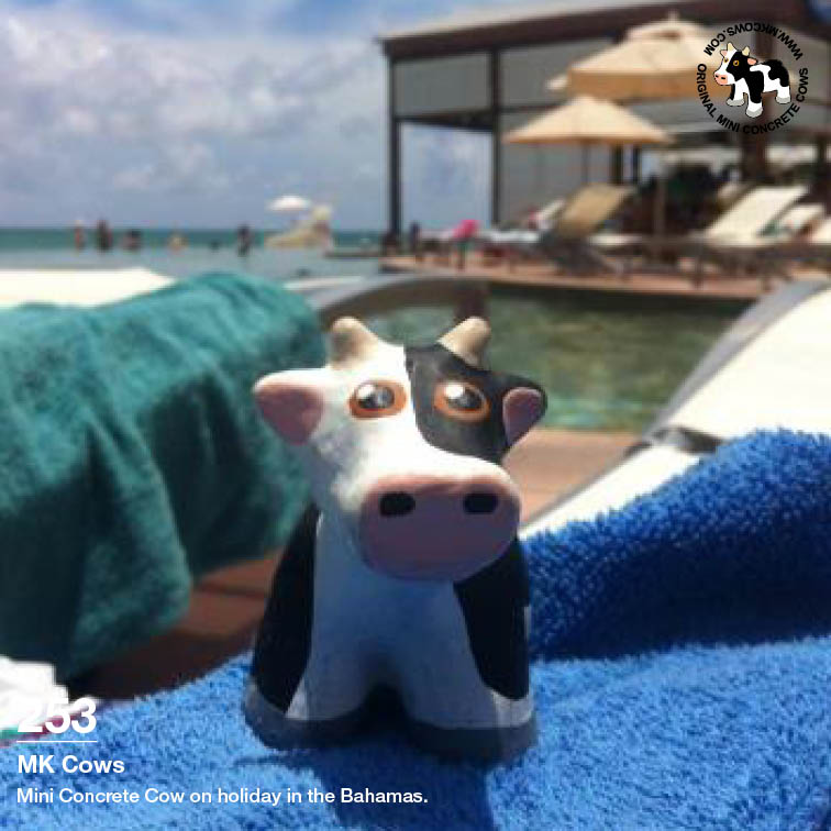 Mini Concrete Cow on Holiday in the Bahamas