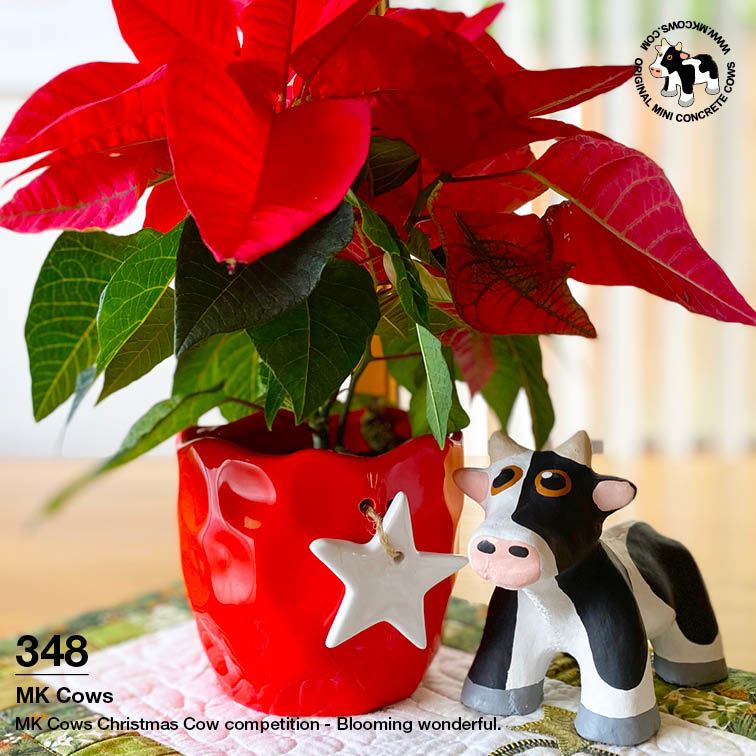 MK Cows Christmas Cow Competition