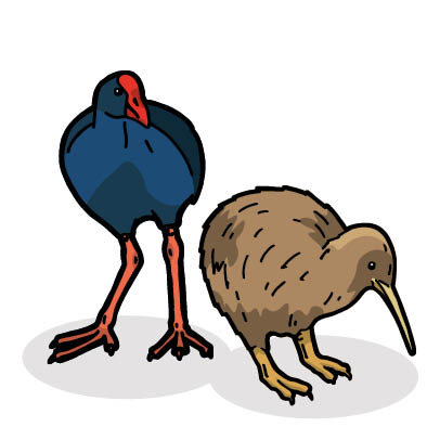Puiaki - New Zealand Birds